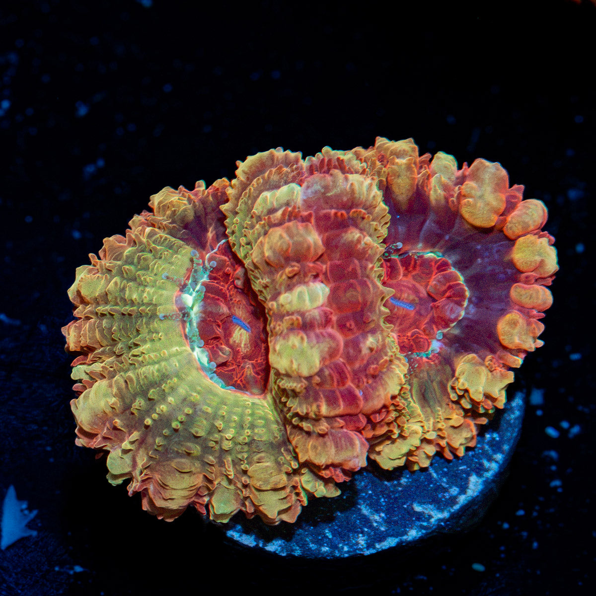 Hades Ego Asian Acan Coral with fleshy polyps in reef aquarium