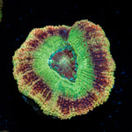 Chopper's Asian Acan Coral with fleshy polyps in reef aquarium