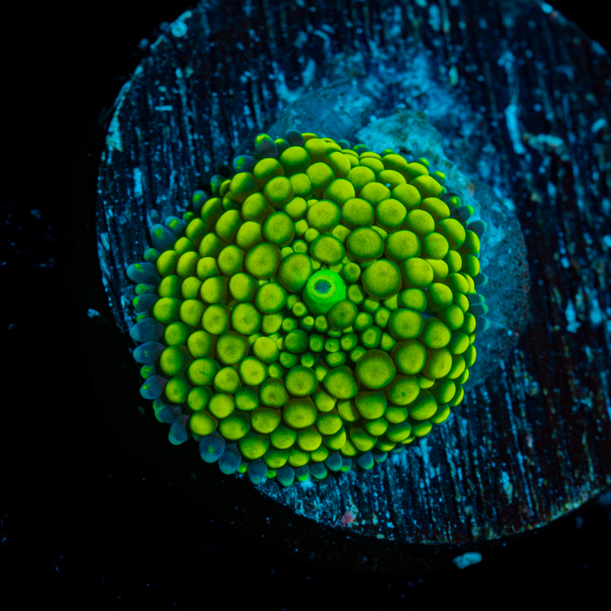 Green FL Ricordea Mushroom Coral with mushroom disc in reef aquarium