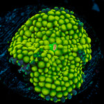 Green FL Ricordea Mushroom Coral with mushroom disc in reef aquarium