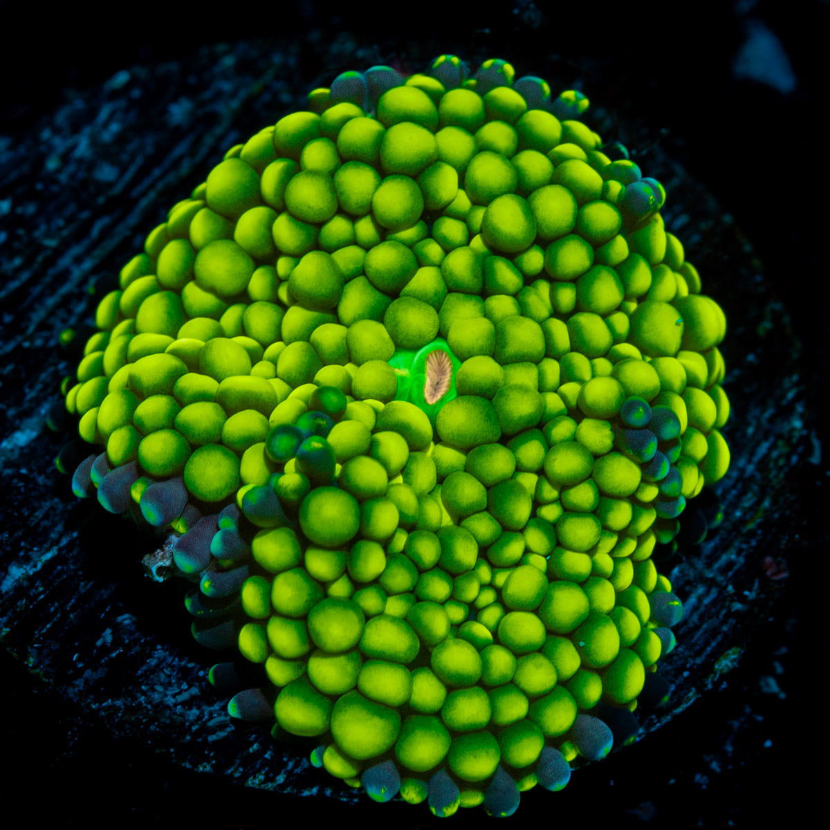 Green FL Ricordea Mushroom Coral with mushroom disc in reef aquarium
