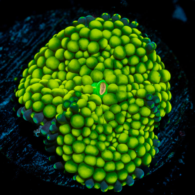 Green FL Ricordea Mushroom Coral with mushroom disc in reef aquarium