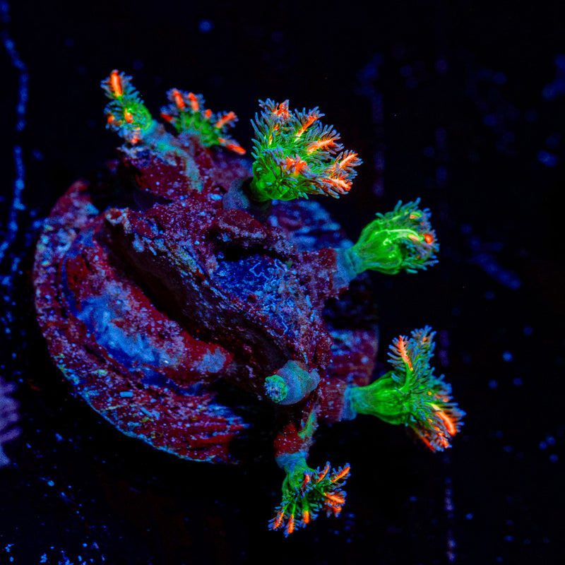 ARC Firework Clove Polyps with colony growth in reef aquarium