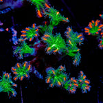 ARC Firework Clove Polyps with colony growth in reef aquarium