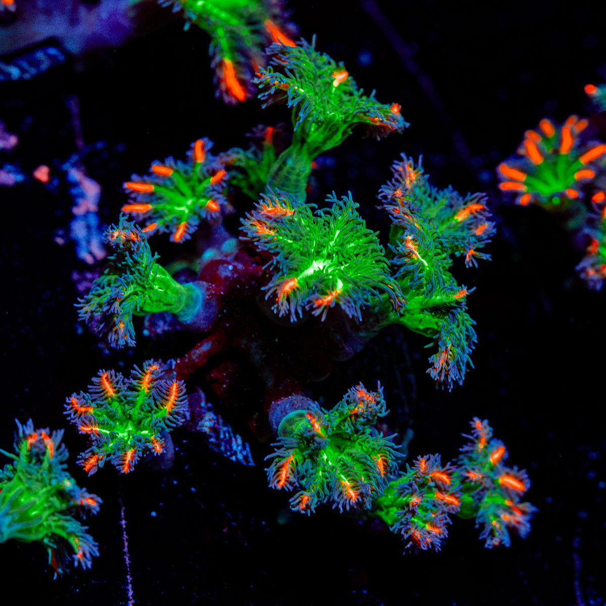 ARC Firework Clove Polyps with colony growth in reef aquarium