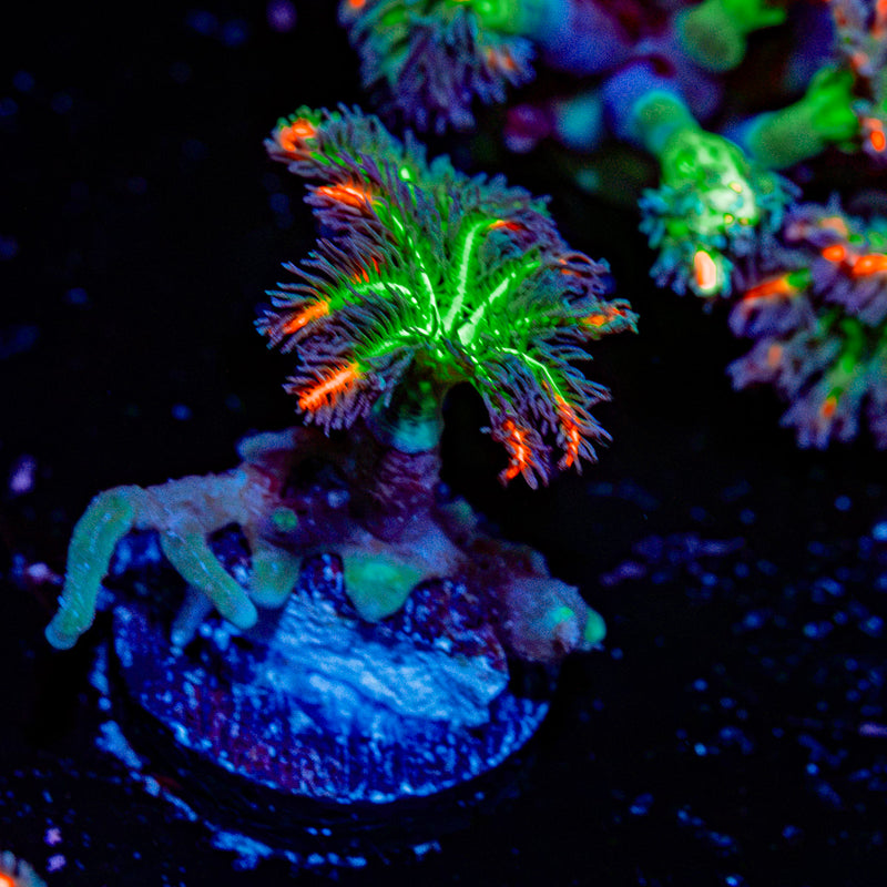 ARC Firework Clove Polyps with colony growth in reef aquarium