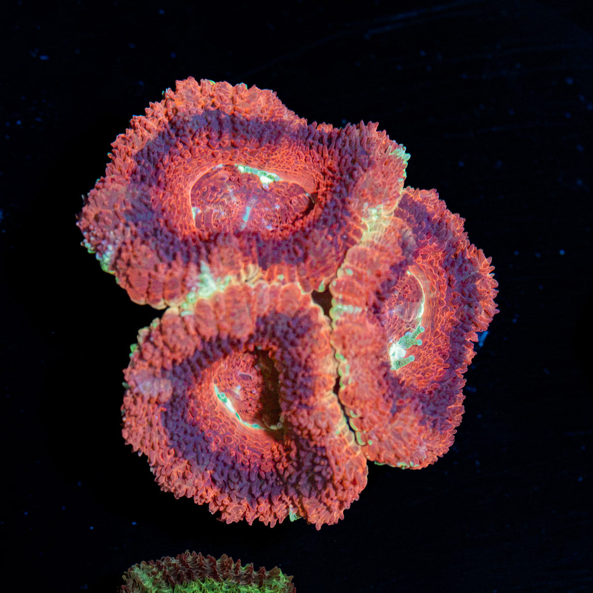 Blood Moon Asian Acan Coral with fleshy polyps in reef aquarium