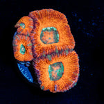 Acan Coral with fleshy polyps in reef aquarium