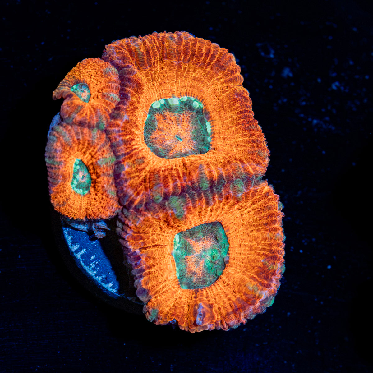 Acan Coral with fleshy polyps in reef aquarium