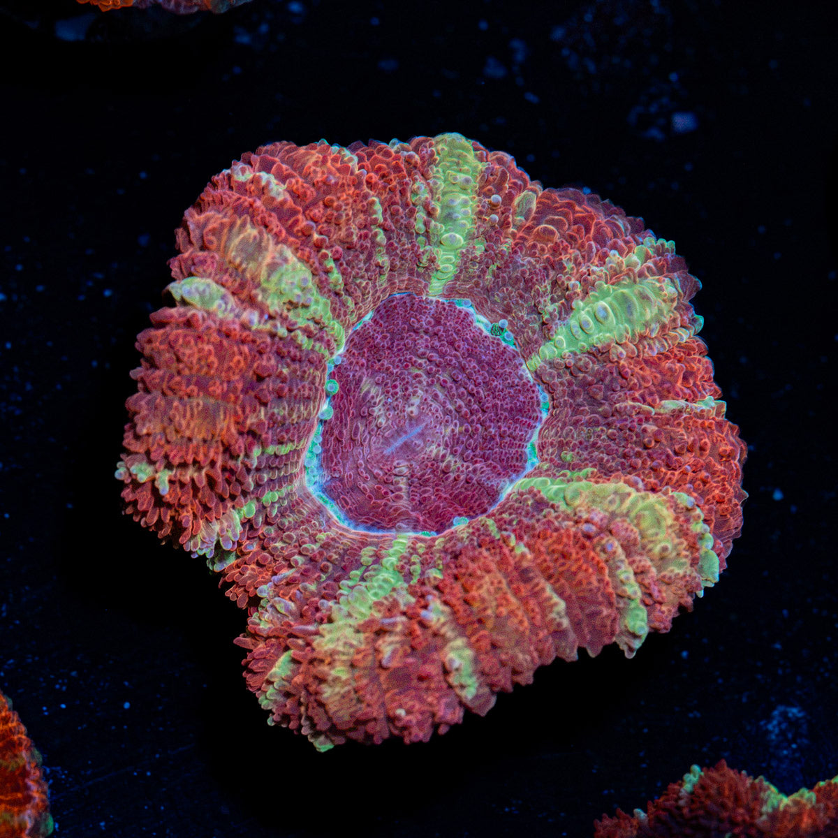 Hypnotic Asian Acan Coral with fleshy polyps in reef aquarium