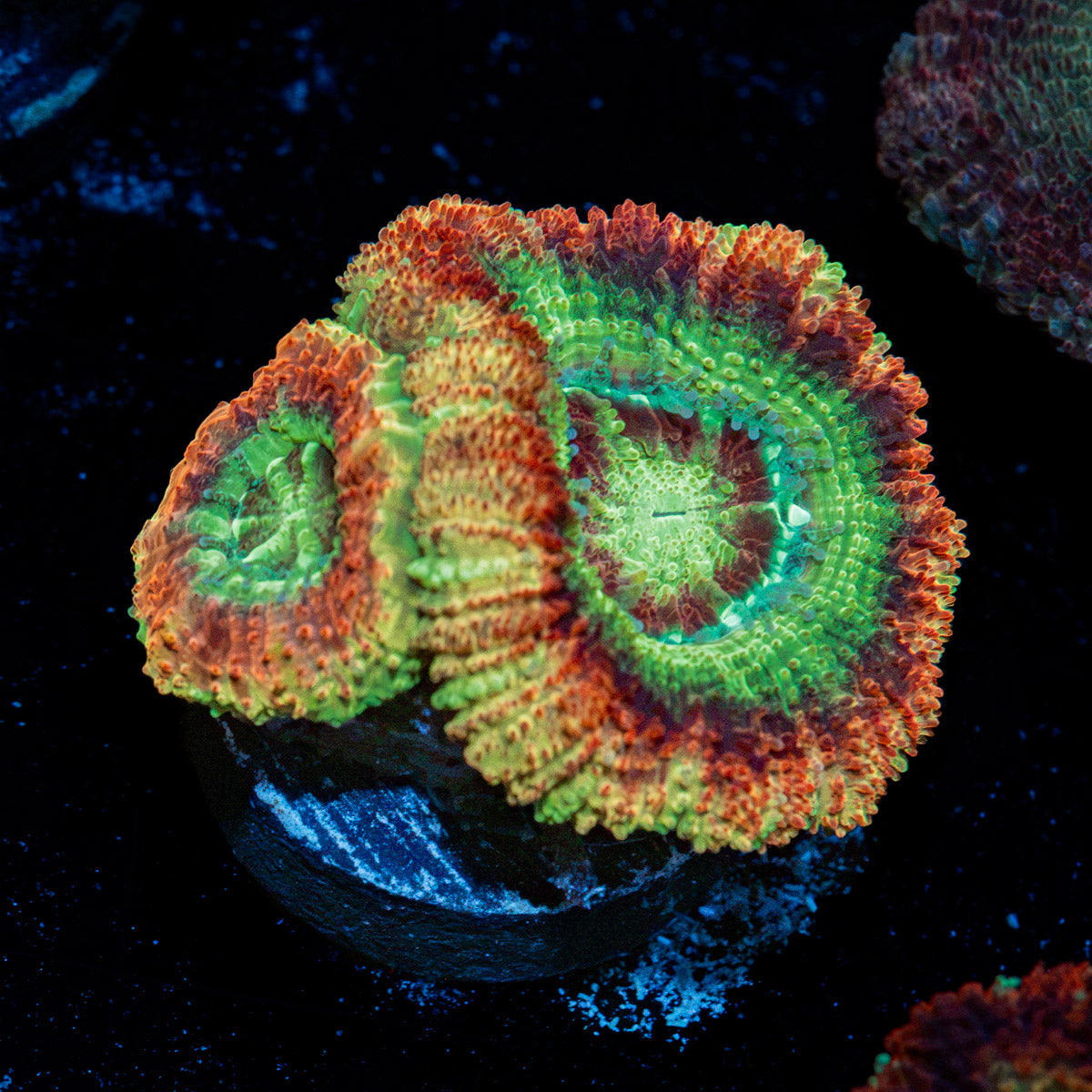 RocketMan Asian Acan Coral with fleshy polyps in reef aquarium