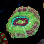 Chopper's Asian Acan Coral with fleshy polyps in reef aquarium