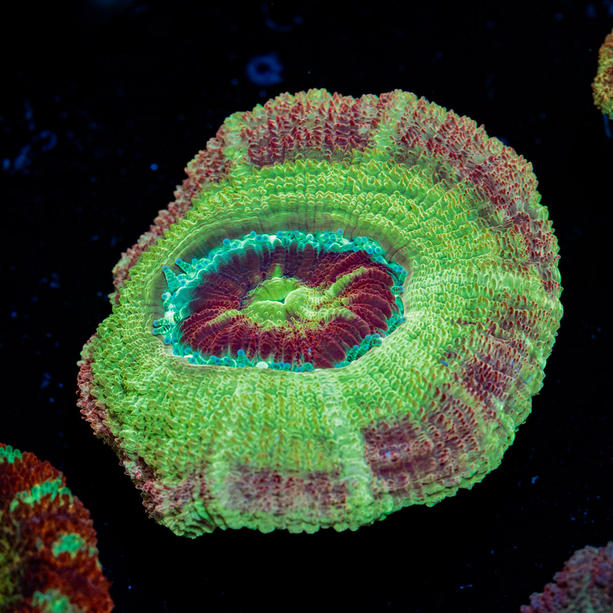 Chopper's Asian Acan Coral with fleshy polyps in reef aquarium