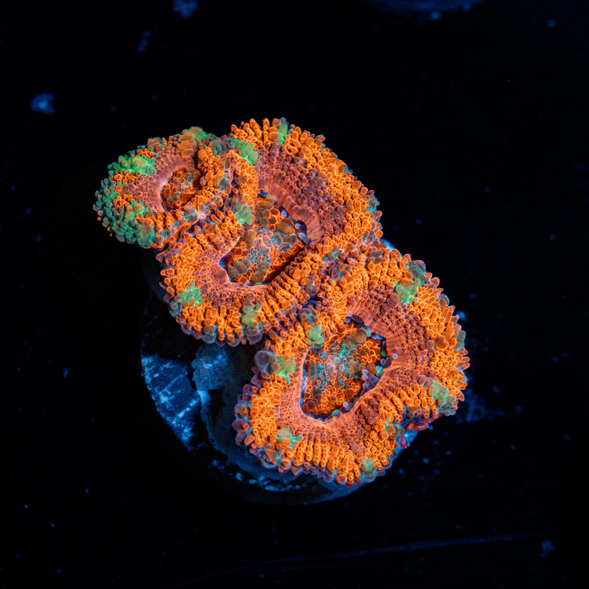Acan Coral with fleshy polyps in reef aquarium