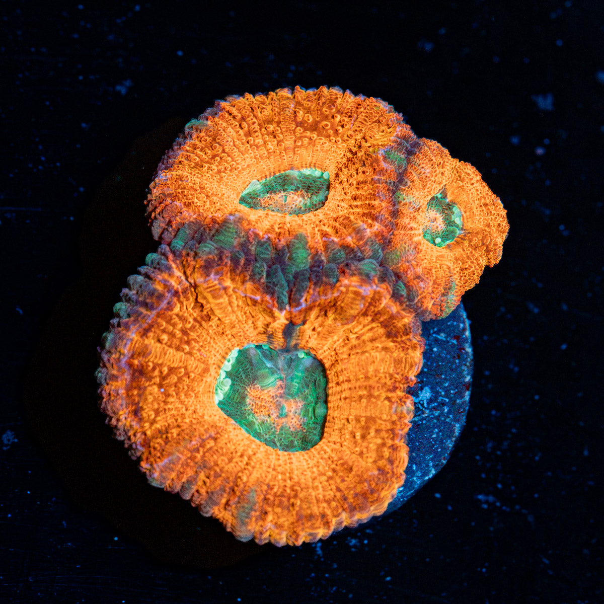 Acan Coral with fleshy polyps in reef aquarium