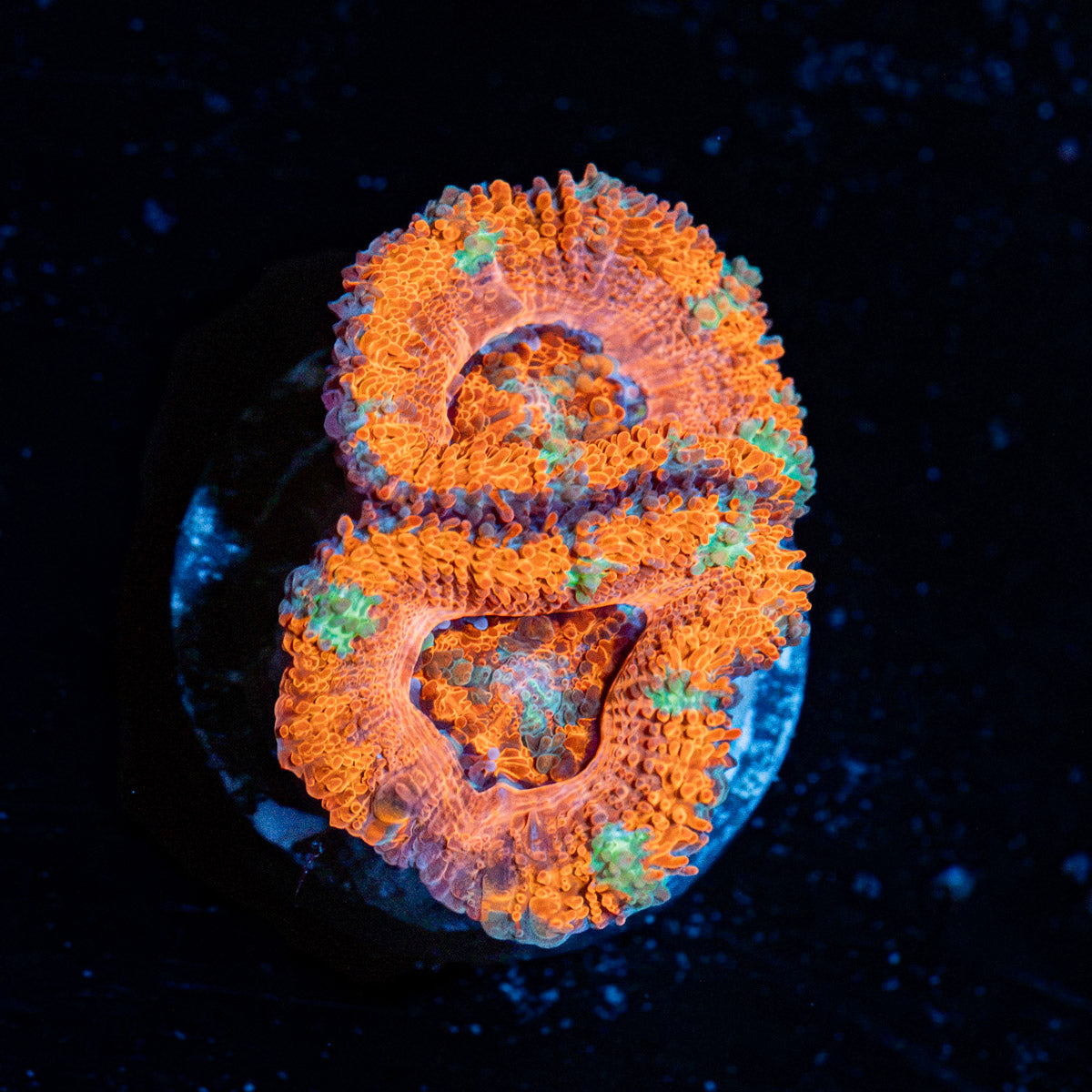 Acan Coral with fleshy polyps in reef aquarium