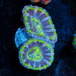 Acan Coral with fleshy polyps in reef aquarium
