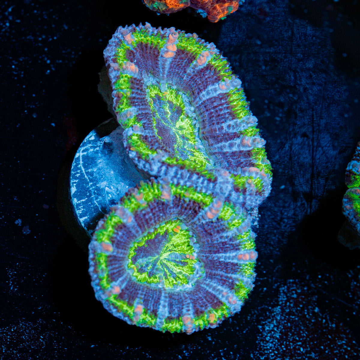 Acan Coral with fleshy polyps in reef aquarium