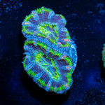 Acan Coral with fleshy polyps in reef aquarium