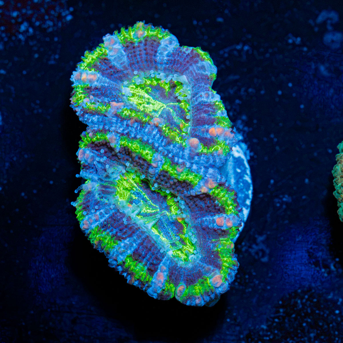 Acan Coral with fleshy polyps in reef aquarium