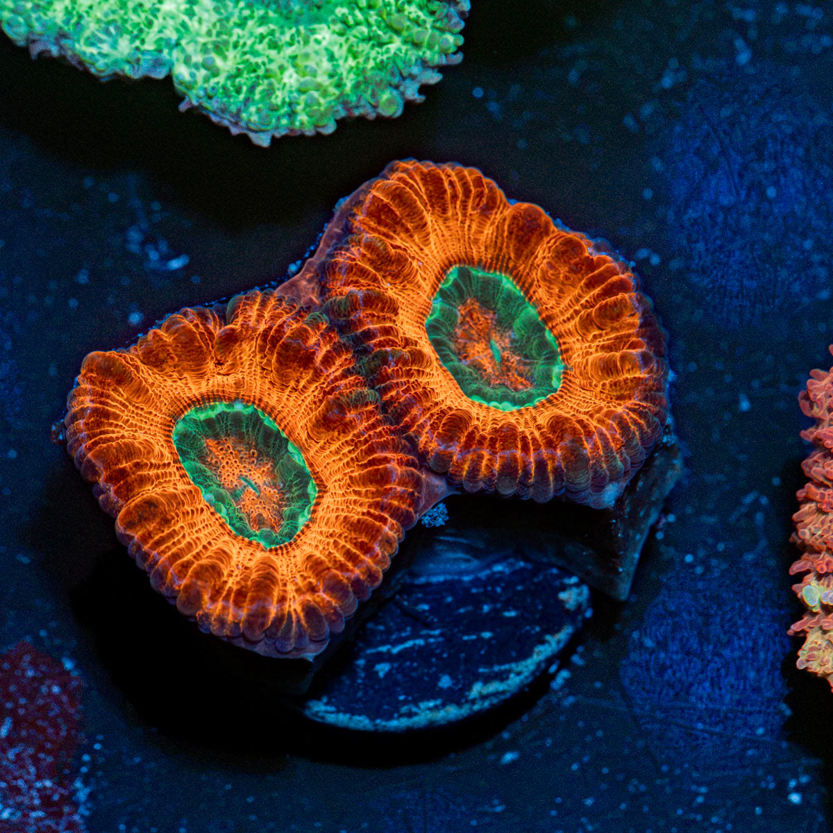 Acan Coral with fleshy polyps in reef aquarium