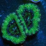 Acan Coral with fleshy polyps in reef aquarium