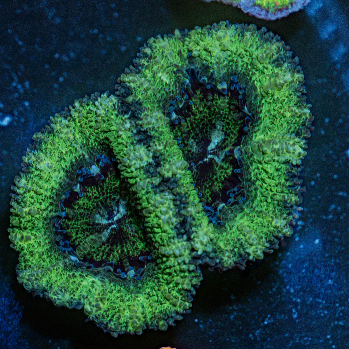 Acan Coral with fleshy polyps in reef aquarium