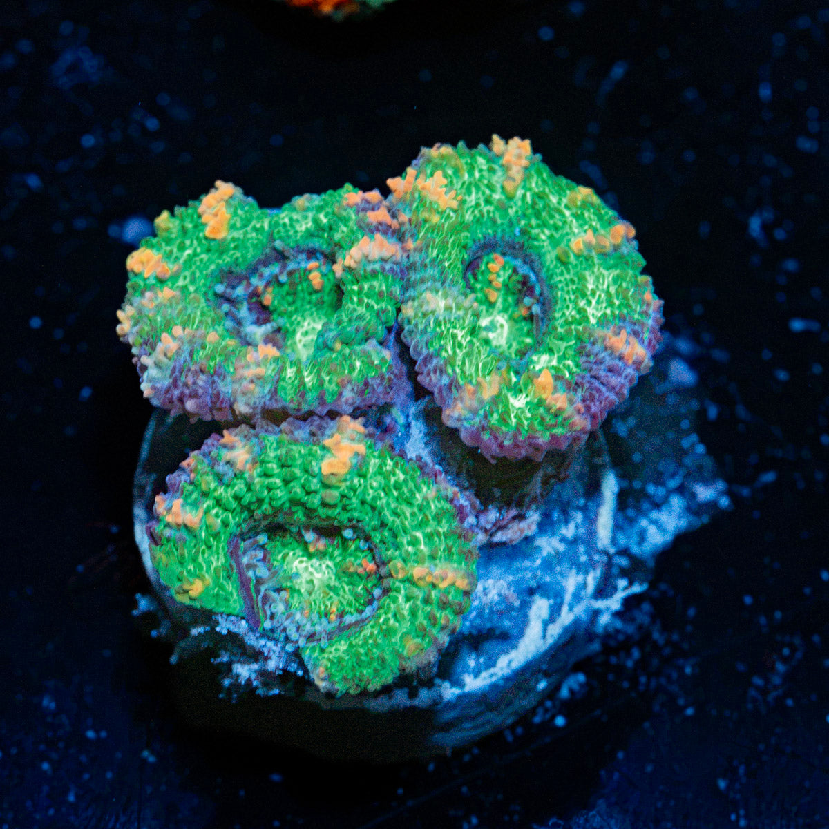 Acan Coral with fleshy polyps in reef aquarium