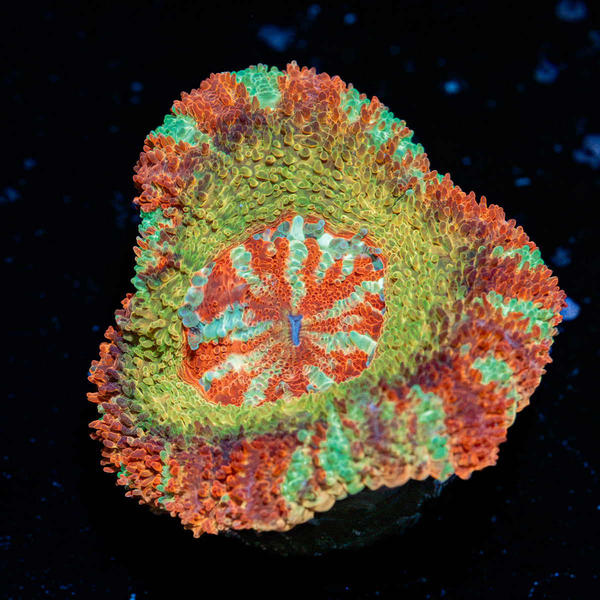 Pirate Hunters Asian Acan coral with fleshy polyps in reef aquarium