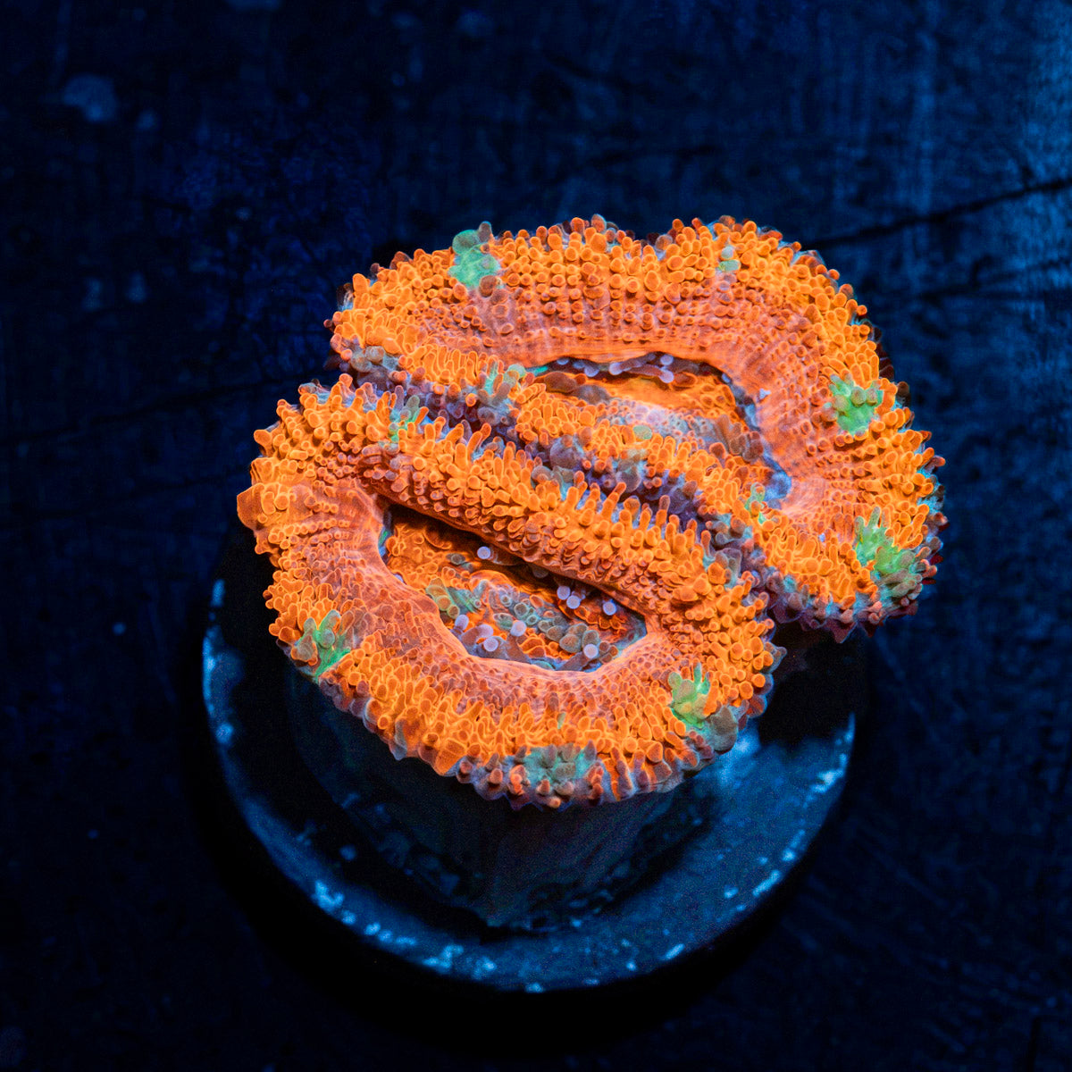 Acan Coral with fleshy polyps in reef aquarium