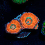 Acan Coral with fleshy polyps in reef aquarium