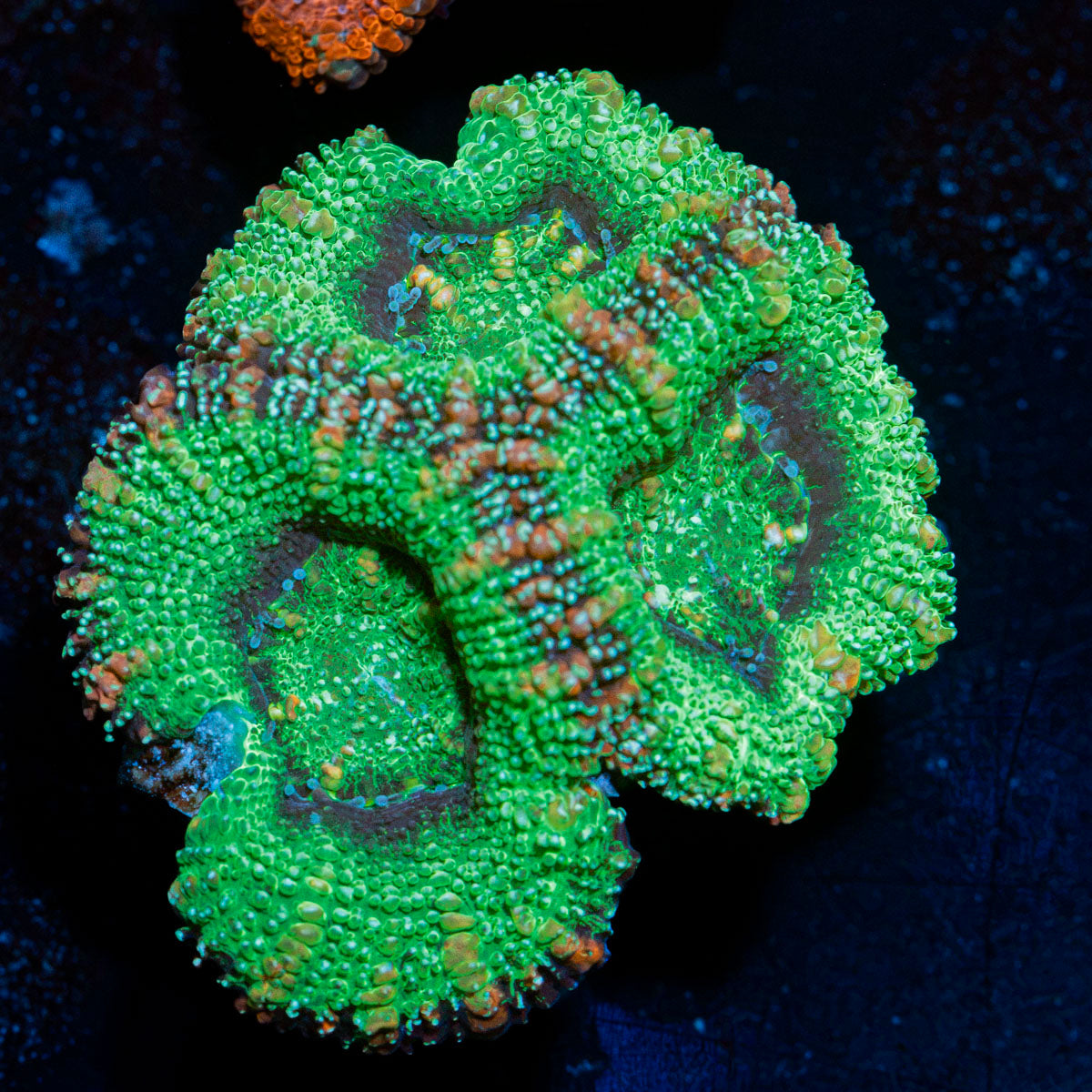 Acan Coral with fleshy polyps in reef aquarium