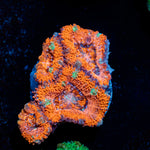 Acan Coral with fleshy polyps in reef aquarium environment