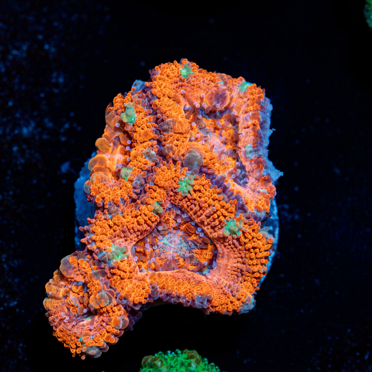 Acan Coral with fleshy polyps in reef aquarium environment