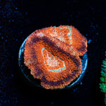 Blood Moon Asian Acan Coral with fleshy polyps in reef aquarium