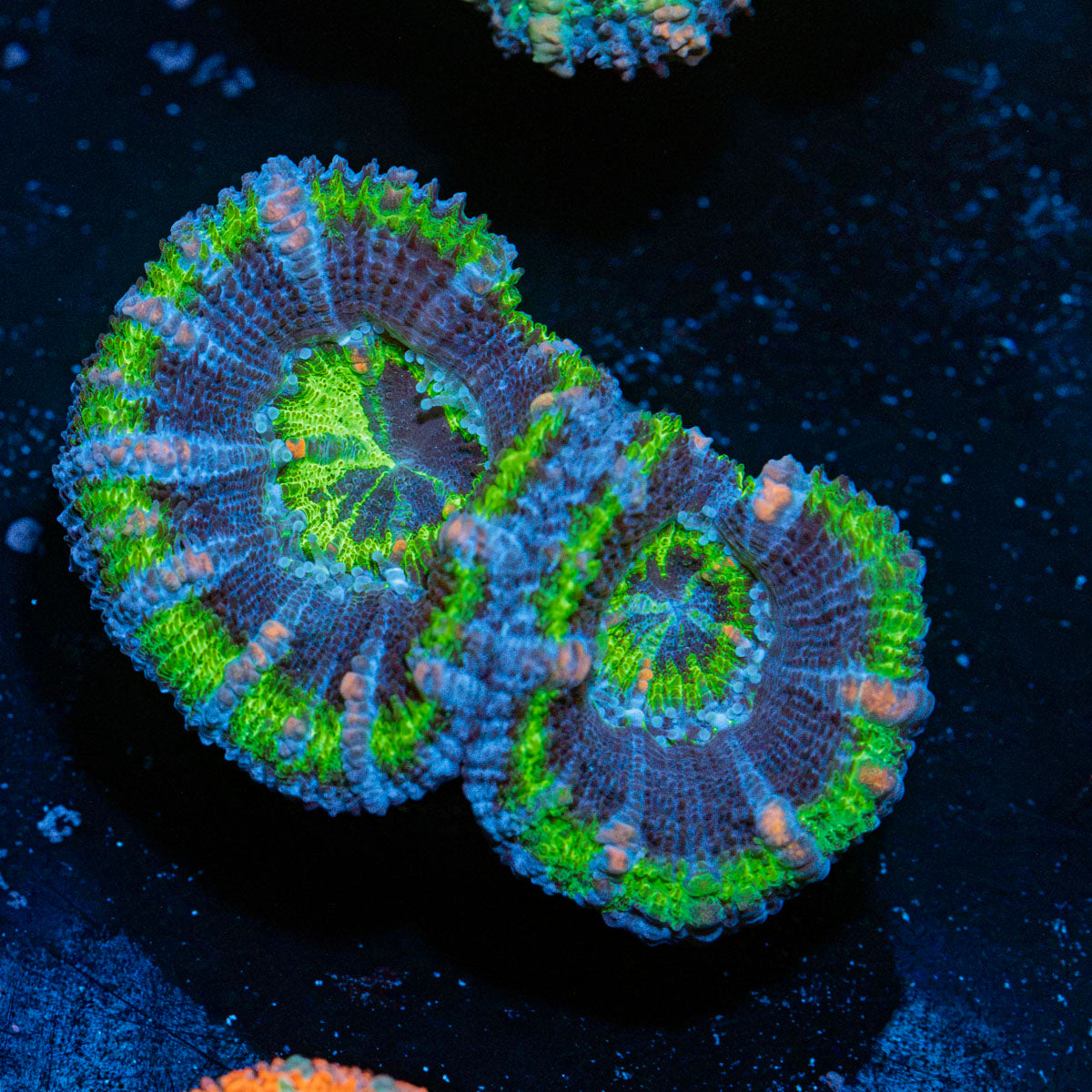 Acan Coral with fleshy polyps in reef aquarium