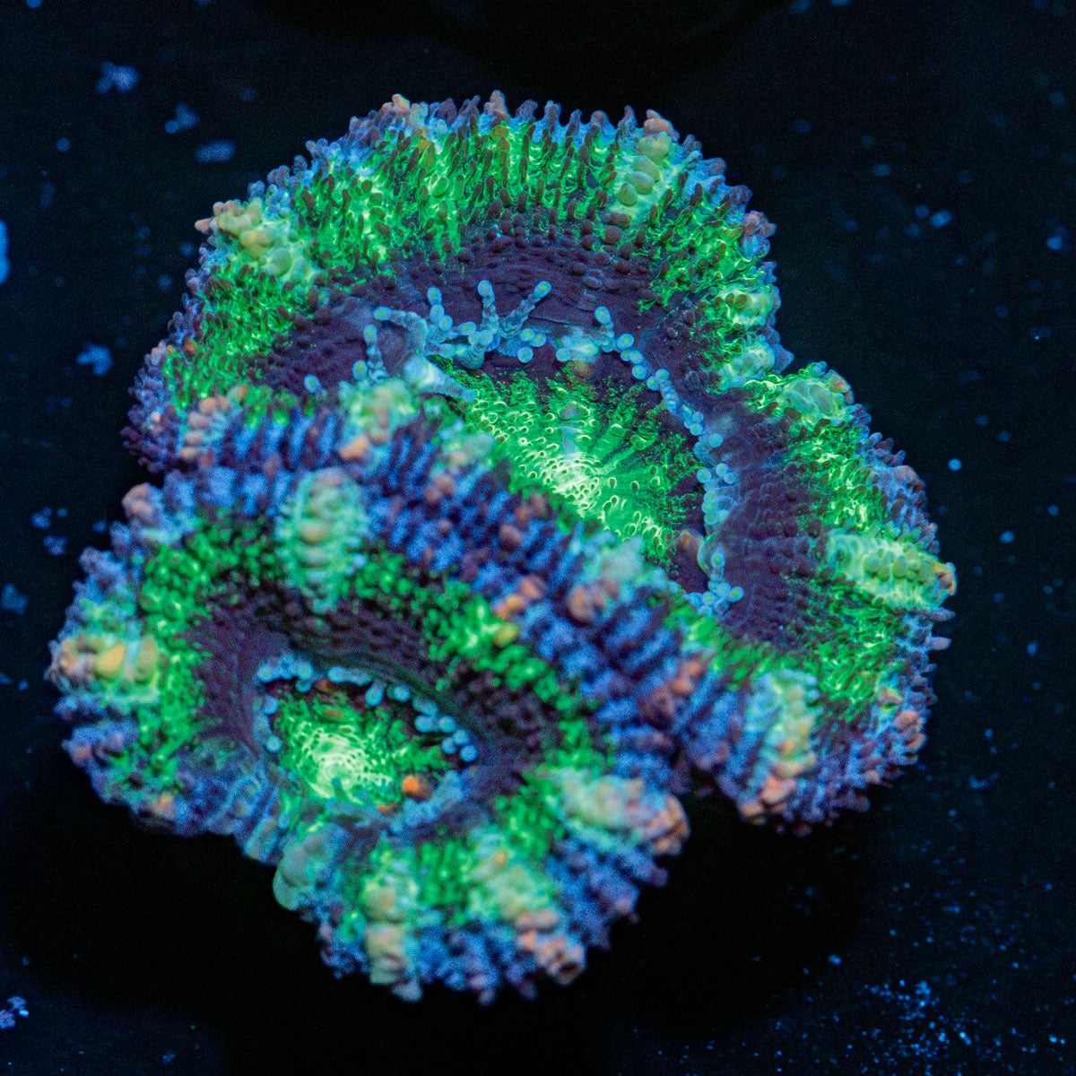 Acan Coral with fleshy polyps in reef aquarium