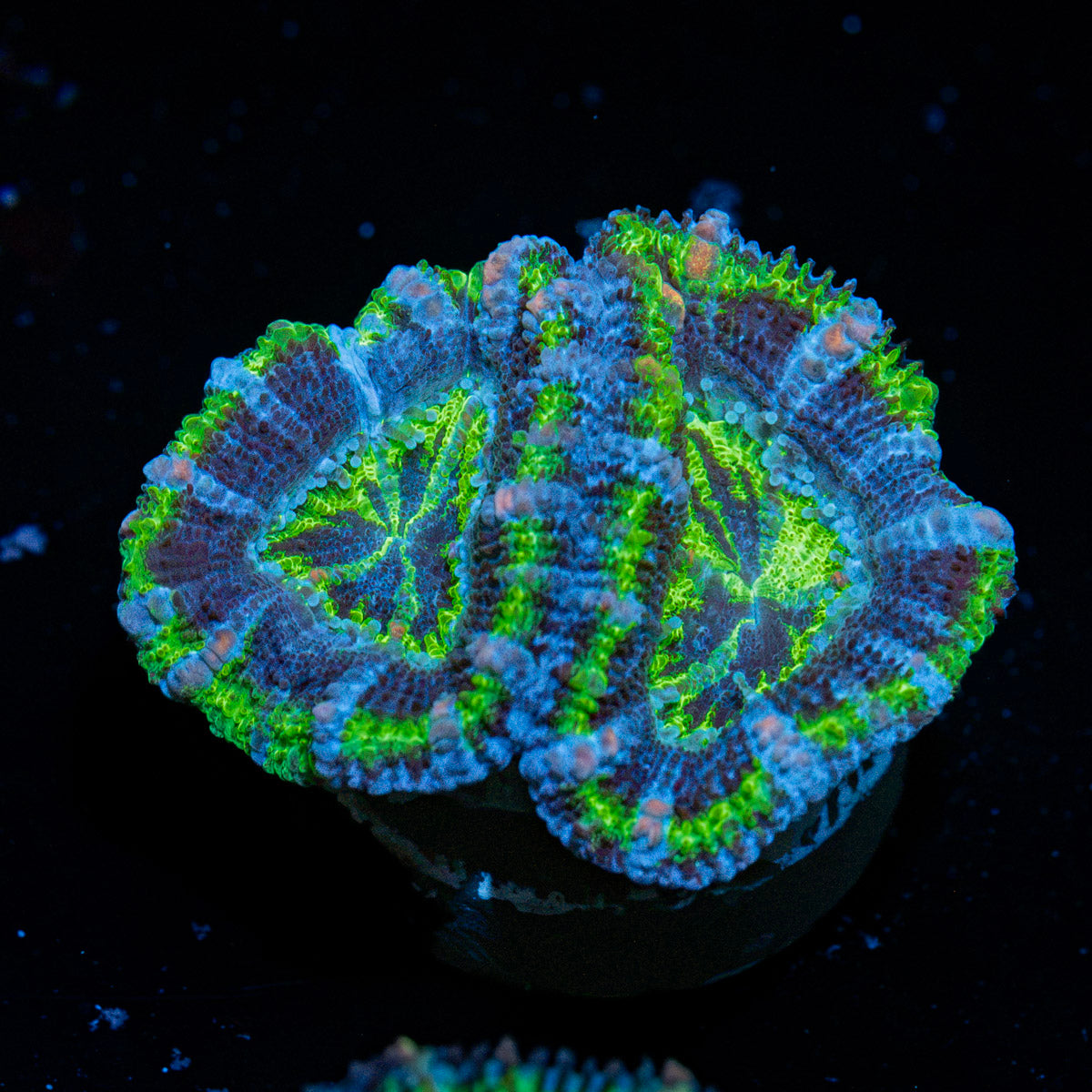 Acan Coral with fleshy polyps in reef aquarium