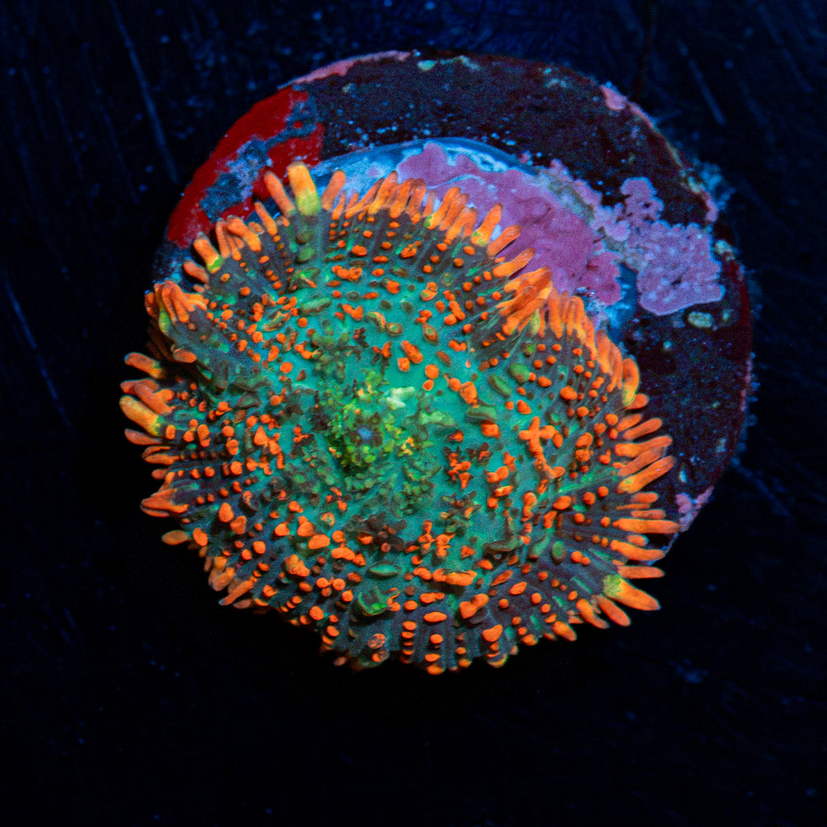 Acan Coral with fleshy polyps in reef aquarium
