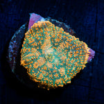 Charmander Rhodactis Mushroom Coral with mushroom disc in reef aquarium