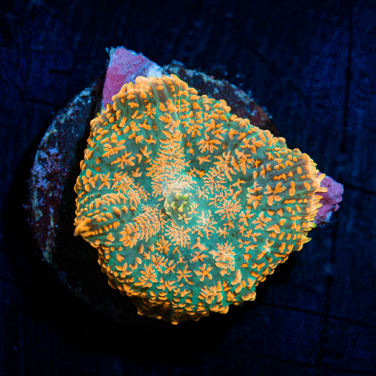 Charmander Rhodactis Mushroom Coral with mushroom disc in reef aquarium