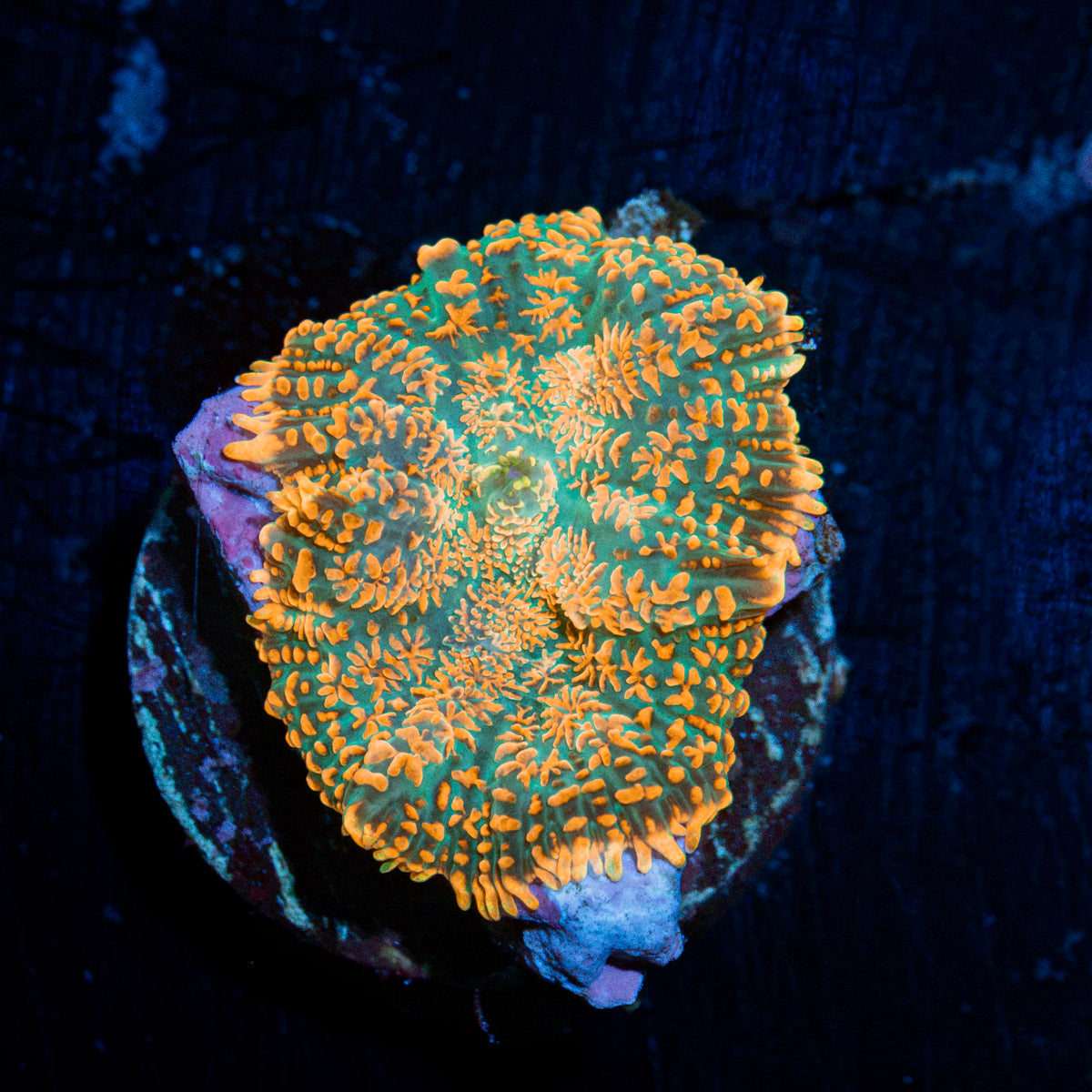 Charmander Rhodactis Mushroom Coral with mushroom disc in reef aquarium