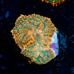 Charmander Rhodactis Mushroom Coral with mushroom disc in reef aquarium