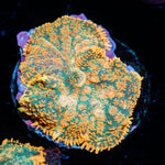 Charmander Rhodactis Mushroom Coral with mushroom disc in reef aquarium