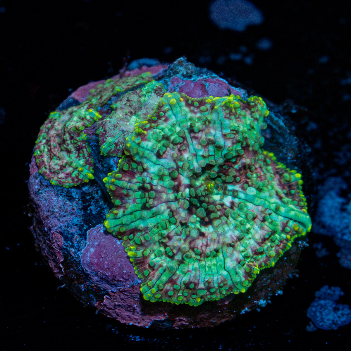 Confetti Mushroom Coral with colorful mushroom disc in reef aquarium