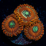Magician Zoanthid Coral with colony growth in reef aquarium
