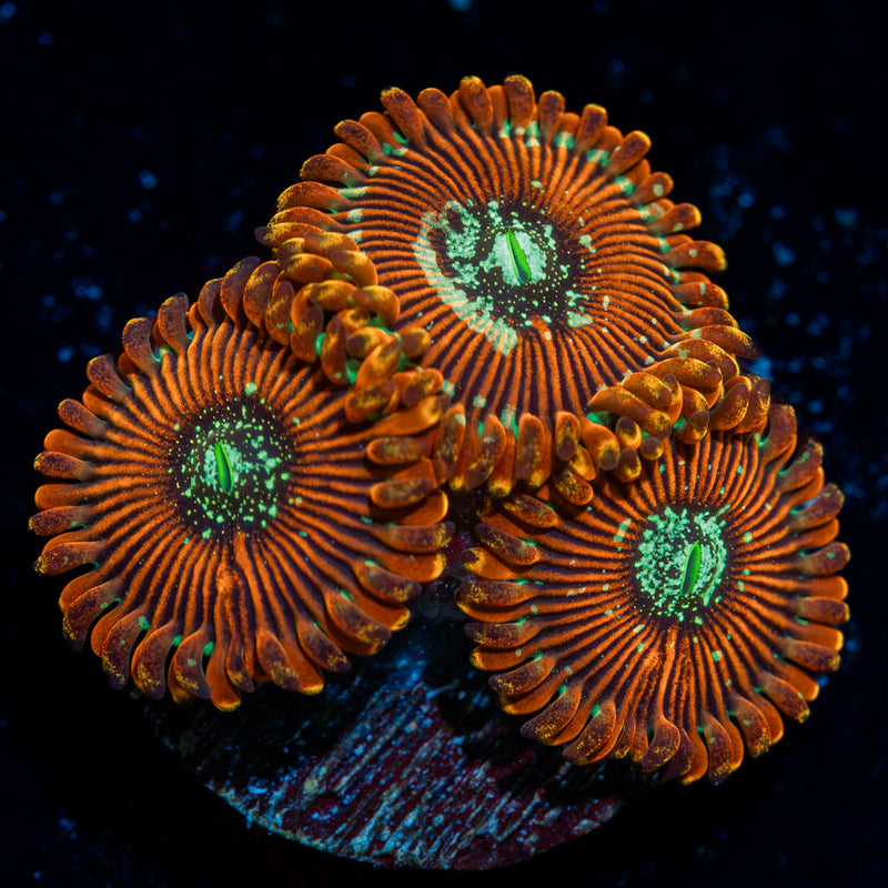 Magician Zoanthid Coral with colony growth in reef aquarium