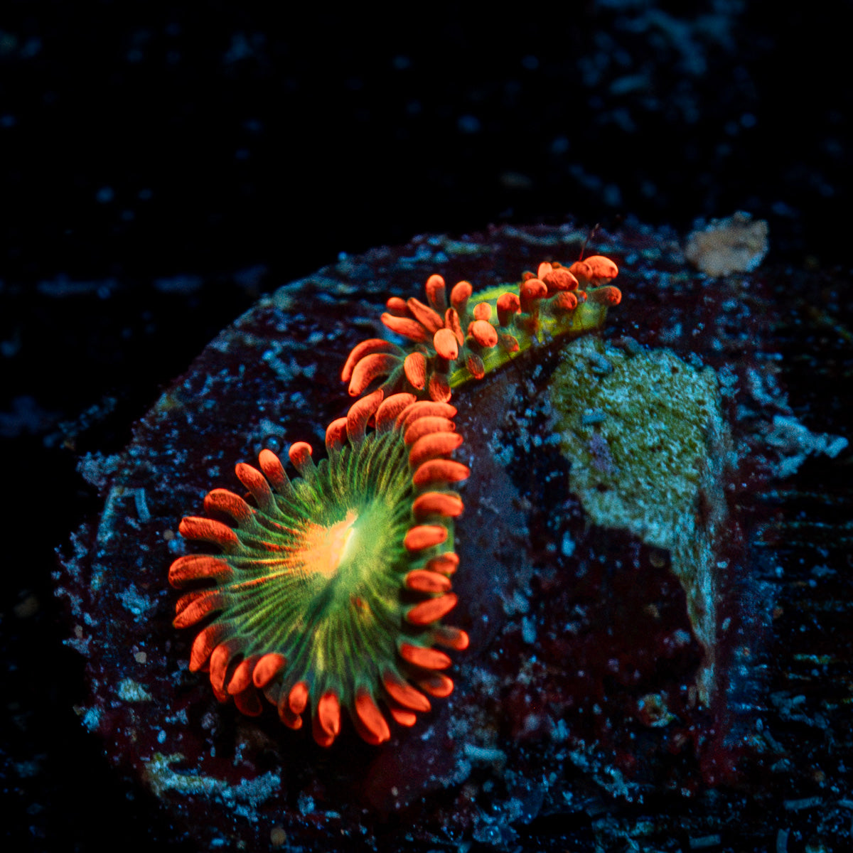 Blueberry Yum yum Zoanthid Coral with colony growth in reef aquarium