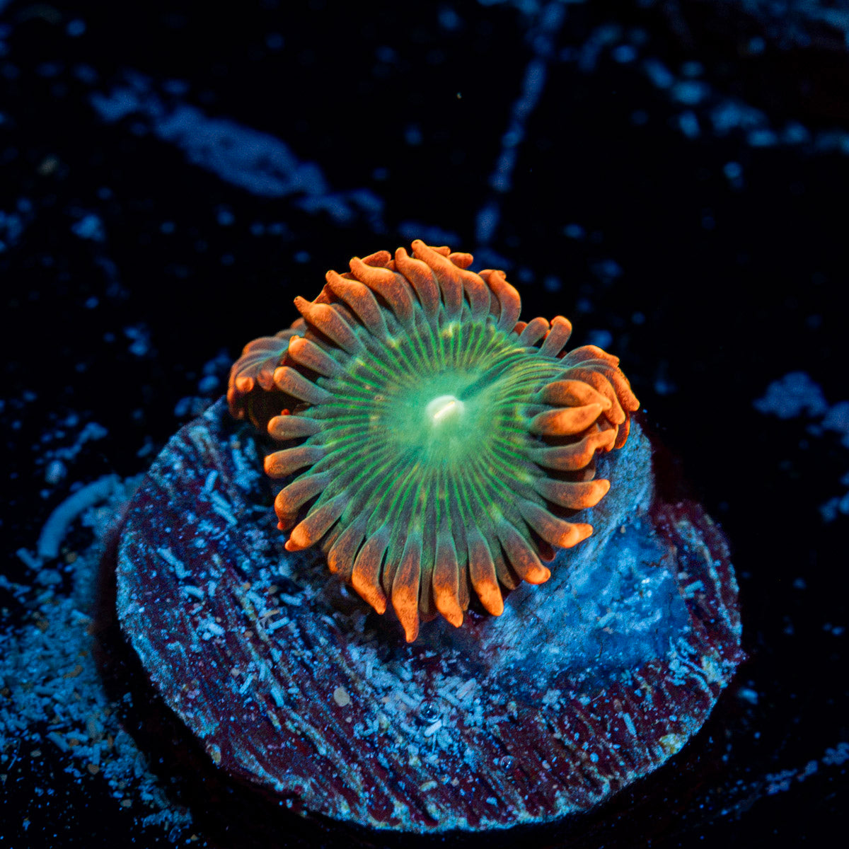 Blueberry Yum yum Zoanthid Coral colony growth in reef aquarium