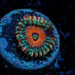 Salted Agave Zoanthid Coral colony growth in reef aquarium